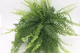 盘点15种“耐阴花”，适合光照不好的房间，还能净化空气图片