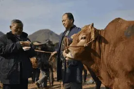 牛价真的跌了吗，为何牛肉零售价还是那么贵？图片