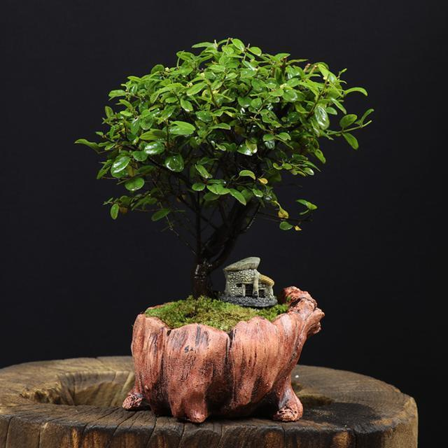 石缝里的树根如何挖出来,树桩盆景造型佳,观赏性强,山上挖"树胚",回家