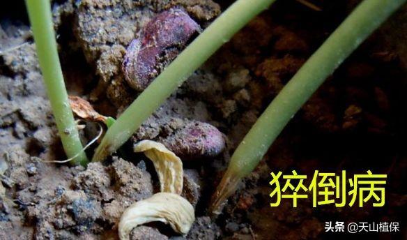 出苗期的棉花应该怎么管？