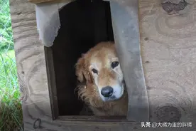 狗狗从小被关笼中7年，热得只能挖坑，主人就在隔壁，从未可怜它图片