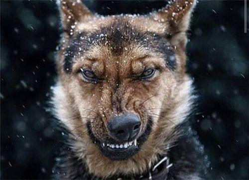 遇到恶犬咬人,打它这些地方最有效