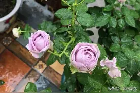 2种蓝紫色的月季花，皮实又好养，满满的高级感，值得拥有图片