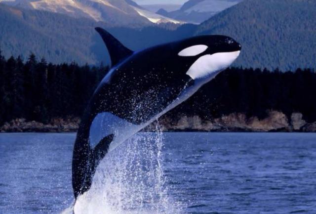 虎鲸,又名逆戟鲸,杀手鲸,是一种大型齿鲸,身长为8-10米,体重9吨左右