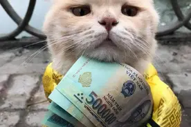 聪明的猫才会做的5件事，你家猫会做几个？图片