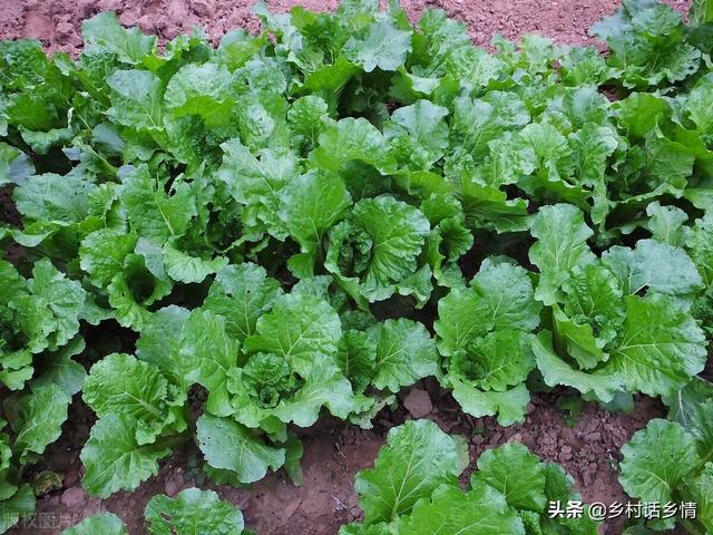 这三种自制的农家肥，用来种菜效果真好，高产稳产还防病害