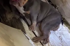 河南又一只“狗坚强”，八天没吃没喝仍坚守在家里，整整瘦了15斤图片