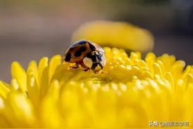 手机摄影参数不会调？看这篇教程就够了！帮你弄懂参数拍美照图片