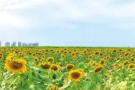 陌上花开等君来 兰州新区东南片区向日葵花海热情盛放图片