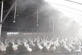 养殖场有臭气，用这种方法瞬间见效图片