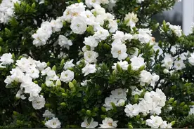栀子花3种情况下，黄叶掉花苞，看好原因再“治疗”，对症才好图片