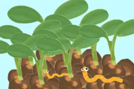 为什么大雨过后，很多蚯蚓会从地下来到地面呢？图片