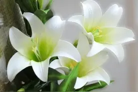 常见花草种植方法：紫罗兰，百合，金鸡菊花，栀子花图片