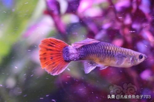 孔雀鱼肚子大鱼鳞立起来