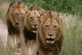 为什么有人对狮子也要整出阴谋论来？客观评价一下保卫者和坏男孩图片