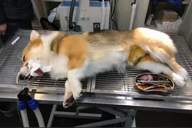 等柯基犬老了，主人做好这5件事，它们能活得更久图片