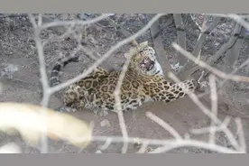 山西晋城警方成功解救国家一级保护动物金钱豹图片