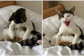 做完绝育手术的猫，你知道是什么样子嘛？图片