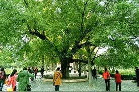 “五树不进宅，财源滚滚来”，你认为有道理吗？图片