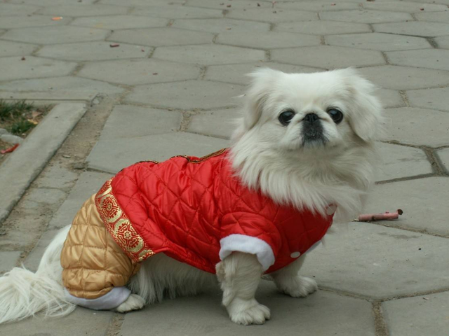 黄京巴狗幼犬图片大全