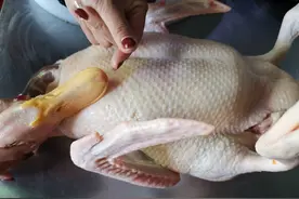 立夏：做一道川菜【子姜鸭】好好犒劳一下自己图片