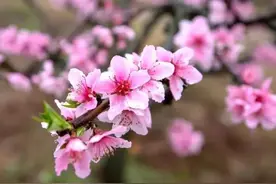 李子柒用6种花做了7种“菜”，哪些花卉能吃？来了解下图片