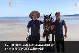 “三匹马下海参与救人后两马死亡”事件后续：第三匹马出现咳嗽症状 正接受治疗图片