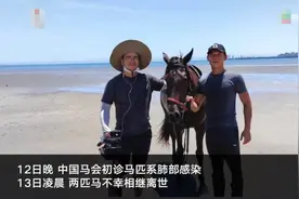 “三匹马下海参与救人后两马死亡”事件后续：第三匹马出现咳嗽症状 正接受治疗图片