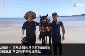 “三匹马下海参与救人后两马死亡”事件后续：第三匹马出现咳嗽症状 正接受治疗图片