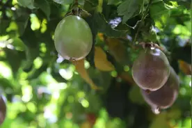 江南区：将黄金百香果打造成“带富果”图片