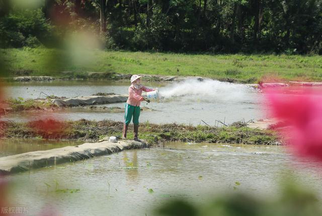 磷肥搭配红糖或者生石灰，在虾田有少量青苔的情况下，有奇效