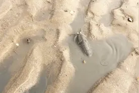 小伙将渔民的智慧发挥到淋漓尽致，抓皮皮虾一找一个准，太实用了视频封面