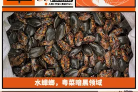在广东吃过一次水蟑螂，治好了密集恐惧症图片