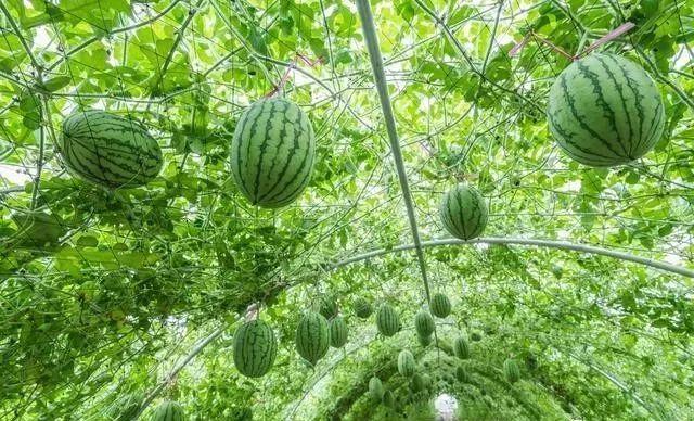 推荐1个叶面肥配方，磷酸二氢钾＋醋＋糖，增产增甜，增产率达30%