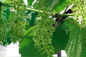 掌握葡萄的落花落果现象、产生原因和防治措施，对果农有帮助图片