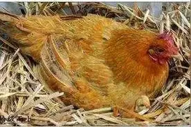 乡土散文：孵小鸡图片