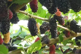 桑葚满枝头 采摘正当时图片