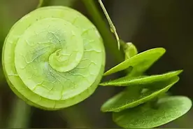 全球46种珍稀植物，个个像件艺术品图片