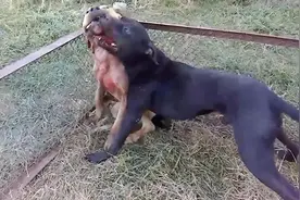 血腥的动物竞技，是以文化之名抒发暴力欲望吗？图片