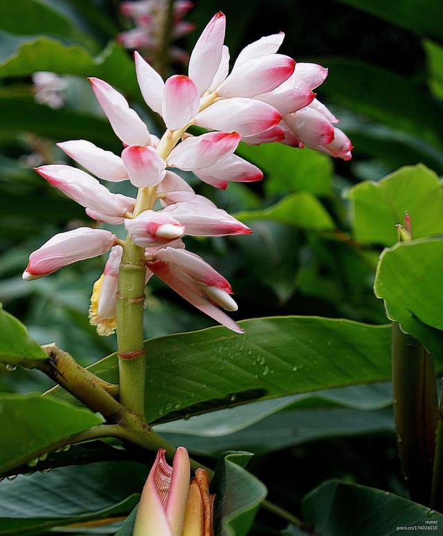 豆蔻,及笄,知天命,花甲,古稀,耄耋,期颐等词都有什么含义?