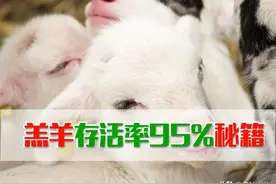 让你羔羊成活率达到95%的方法秘籍，养羊的朋友不要错过哟图片