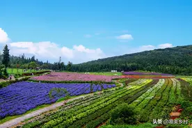 五大“痛点”、三个角度，探究“小农业”的发展模式—家庭农场图片