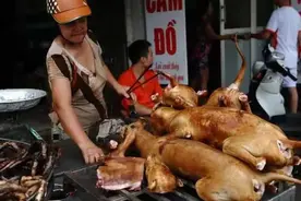 中国人吃肉唯独不吃猫肉？李时珍说猫肉不佳，其实现状真的打脸图片