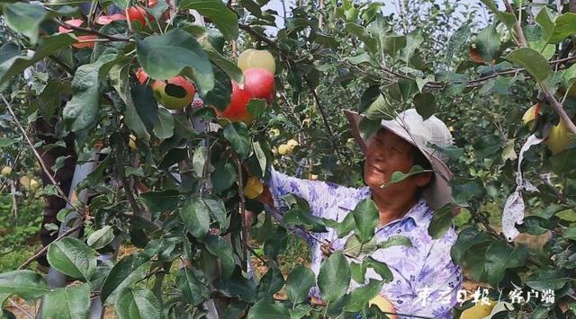 果以“硒”为贵，沙沟镇三清观的富硒苹果让您口“福”心服