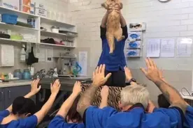 网友因为猫被父母赶出门，结果…猫上位了图片