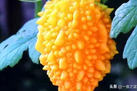 这种水果很像苦瓜，味道却特别甜，很多人没见过！你会区分吗？图片