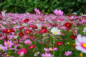 清明节去哪玩？重庆这些地方值得去踏青图片