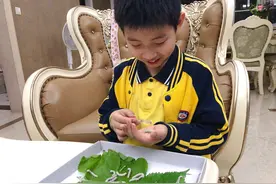 又到“养蚕”季，网上商家推出“学生养蚕套餐”，宁波家长忙坏了图片