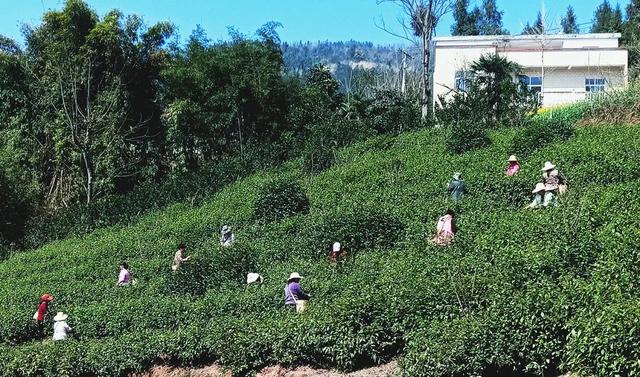 2021金果黄金茶春茶上市，供销荆选邀您品鲜