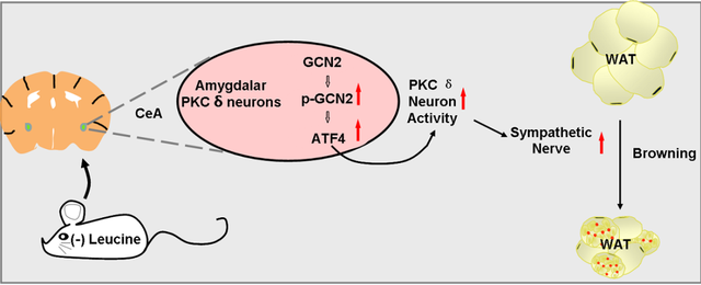 重磅！郭非凡组发现中枢杏仁核感应氨基酸调控白脂褐脂化的新机理